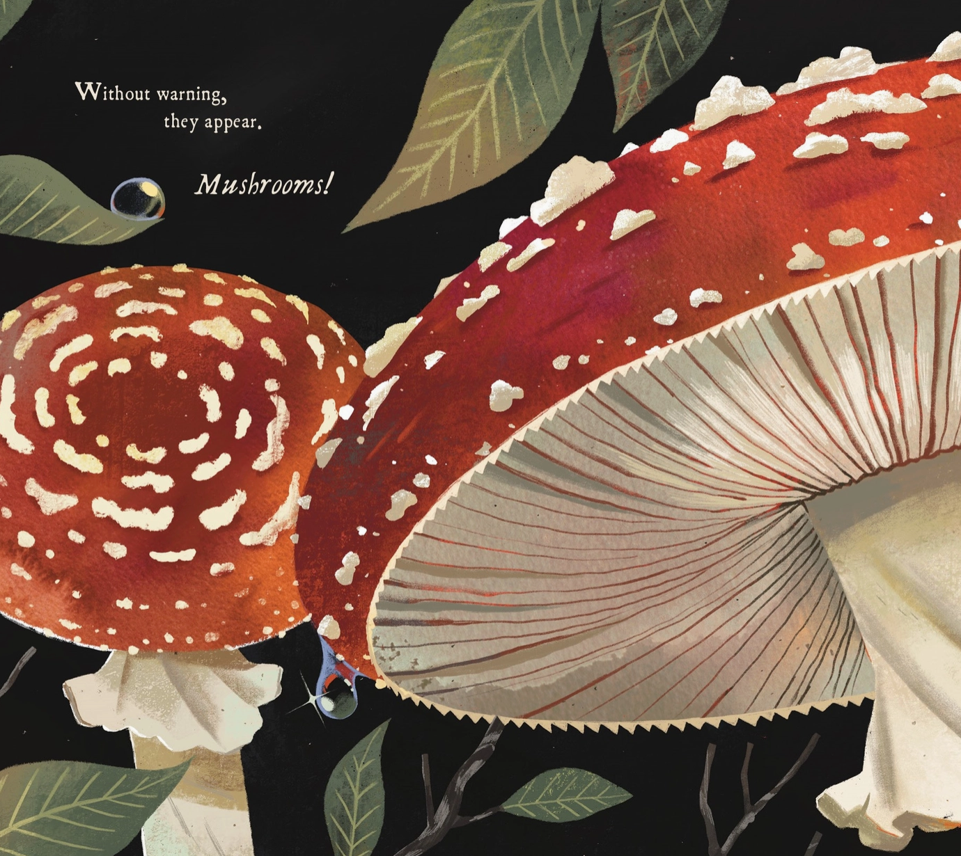 Mushroom Rain, Picture Book